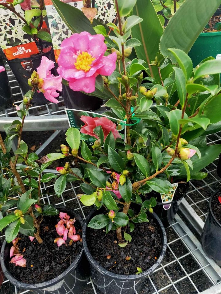 Double Pink Camelia flowering shrub