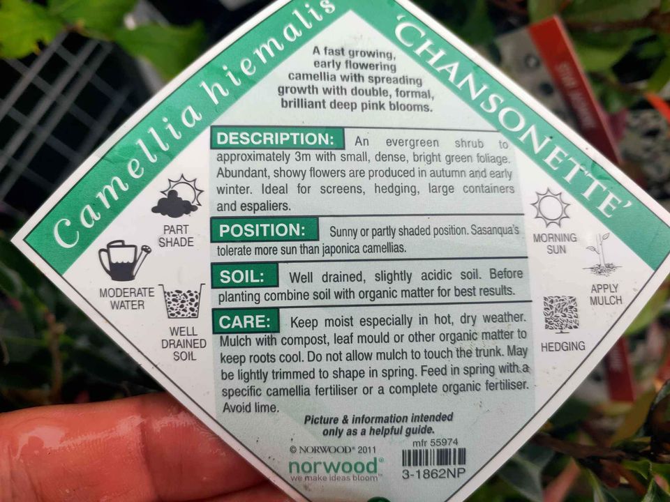 Double Pink Camelia flowering shrub