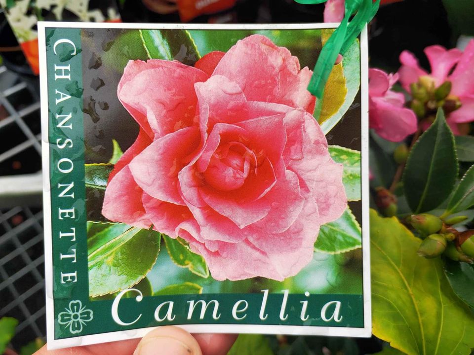 Double Pink Camelia flowering shrub