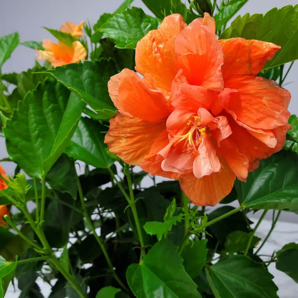 Hibiscus Adonicus Double Orange (Hibiscus rosa - sinensis) - Ladybird Nursery