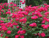 Rose Knockout (Rosa) - Ladybird Nursery