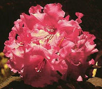 Rhododendron Douglas R Stephen