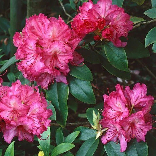 Azalea Dr. Arnold W. Endtz