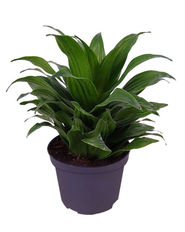 Dracaena Janet Craig (Dracaena deremensis) - Ladybird Nursery