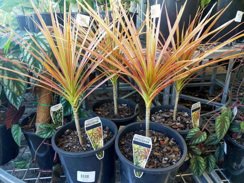 Dracaena Colorama