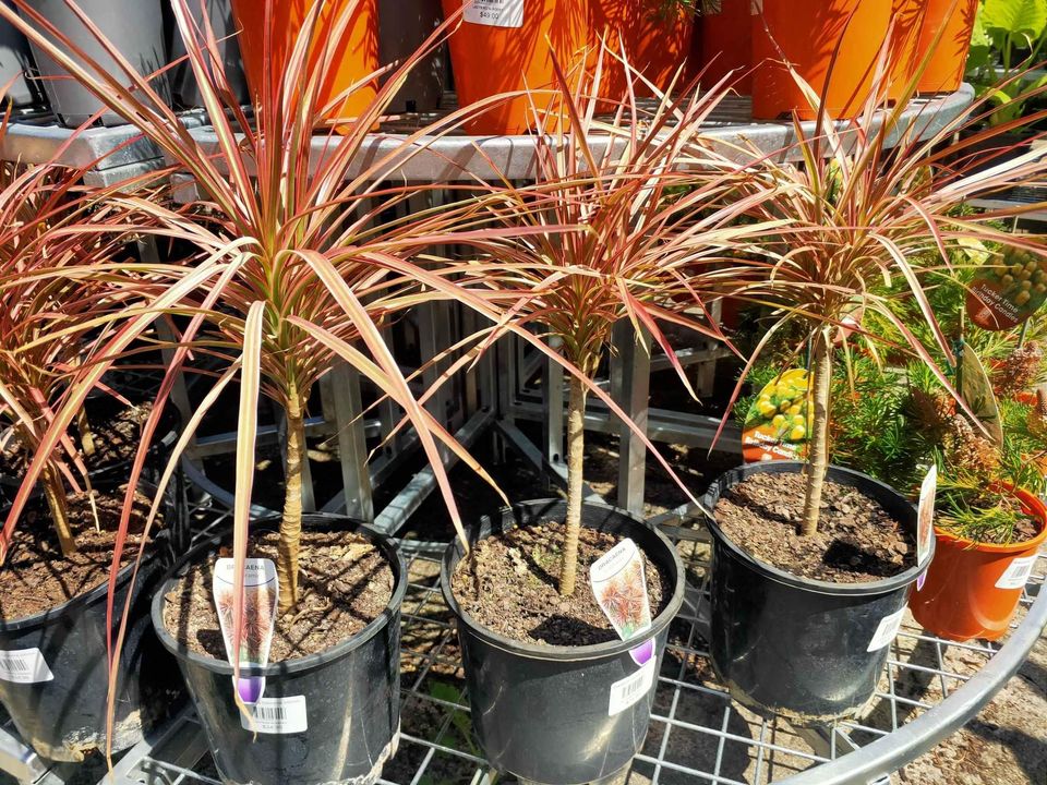 Dracaena Colourama - Ladybird Nursery