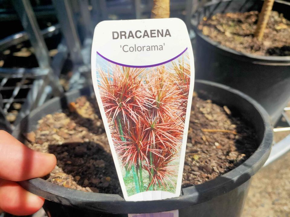 Dracaena Colourama