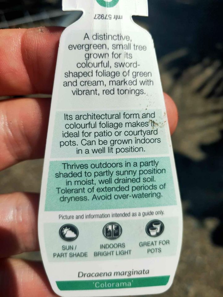Dracaena Colourama