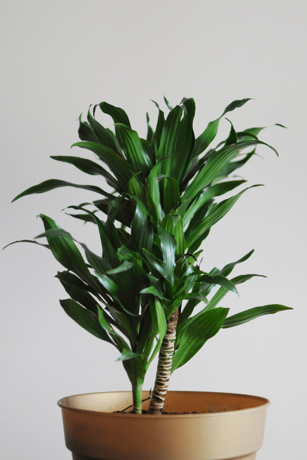Dracaena Janet Craig (Dracaena deremensis)