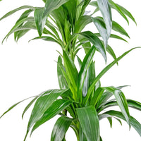 Dracaena Janet Craig Warneckii (Dracaena deremensis)