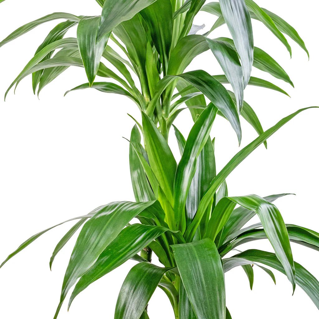 Dracaena Janet Craig Warneckii (Dracaena deremensis) - Ladybird Nursery