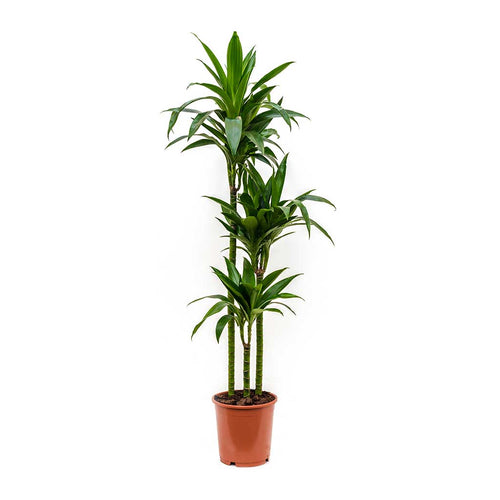Dracaena Janet Craig Warneckii (Dracaena deremensis) - Ladybird Nursery