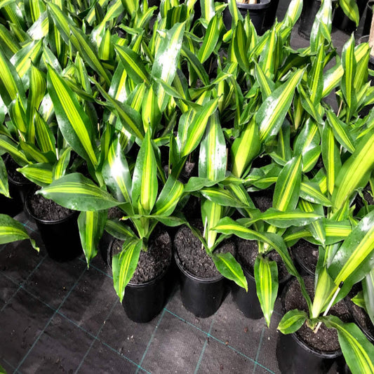 Corn Plant Marley (Dracaena fragrans)