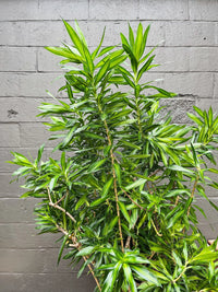 Dracaena 'Malay Stripe' (Pleomele) - Large
