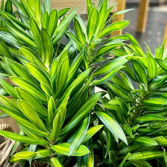 Dracaena 'Malay Stripe' (Pleomele) - Large - Ladybird Nursery