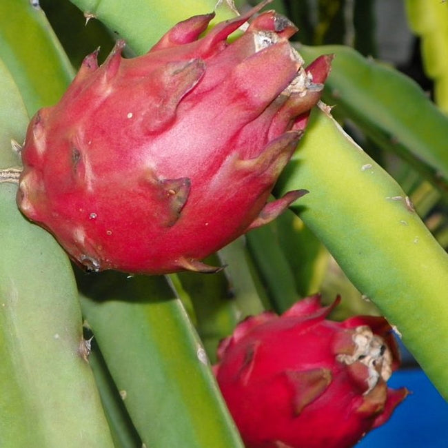 Dragon Fruit Aztec Gem