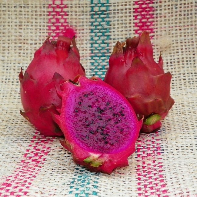 Dragon Fruit Aztec Gem - Ladybird Nursery