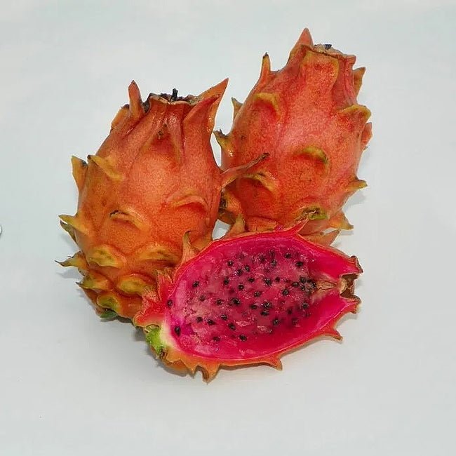 Dragon Fruit Frankies Red Dwarf - Ladybird Nursery