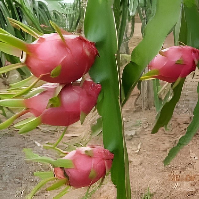 Dragon Fruit Frankies Red Dwarf - Ladybird Nursery
