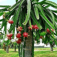 Dragon Fruit Londonii