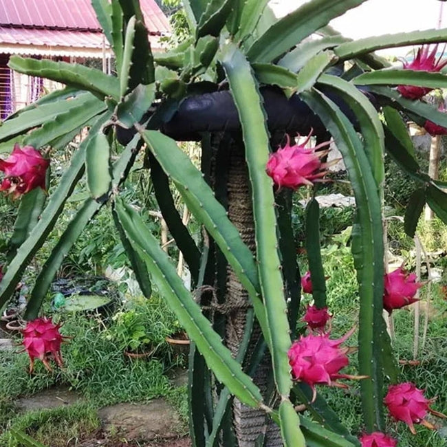 Dragon Fruit Malaysian Purple