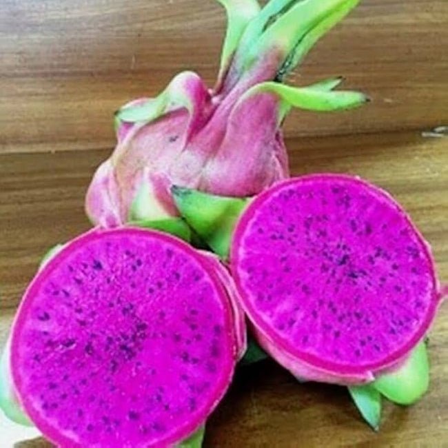 Dragon Fruit Malaysian Purple - Ladybird Nursery