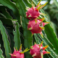 Dragon Fruit Malaysian Purple - Ladybird Nursery