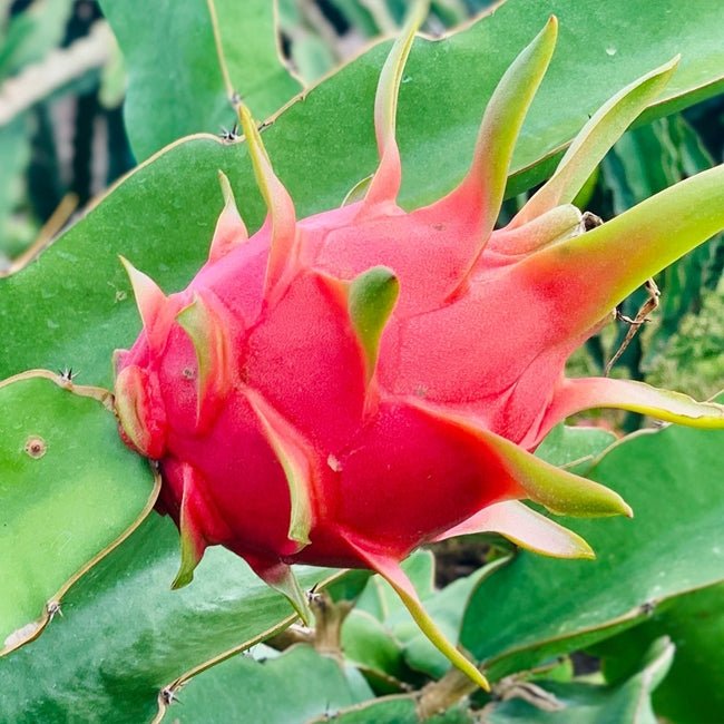 Dragon Fruit Pearl - Ladybird Nursery