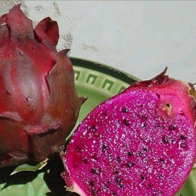 Dragon Fruit Sugar Dragon - Ladybird Nursery