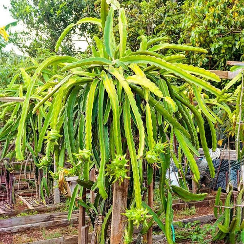 Dragon Fruit Zamorano - Ladybird Nursery