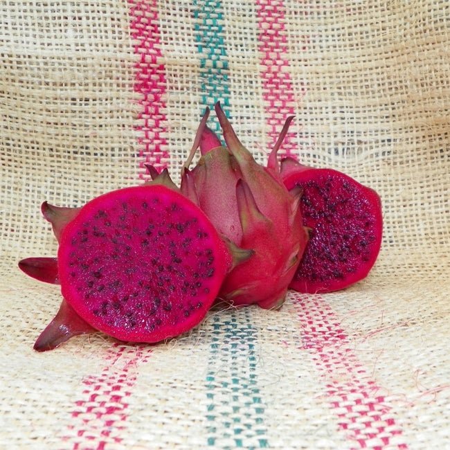 Dragon Fruit Zamorano - Ladybird Nursery