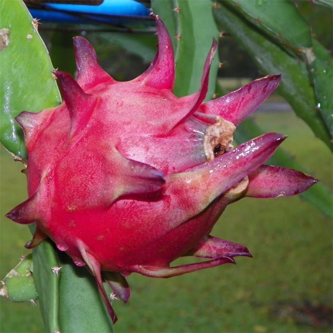 Dragon Fruit Zamorano - Ladybird Nursery