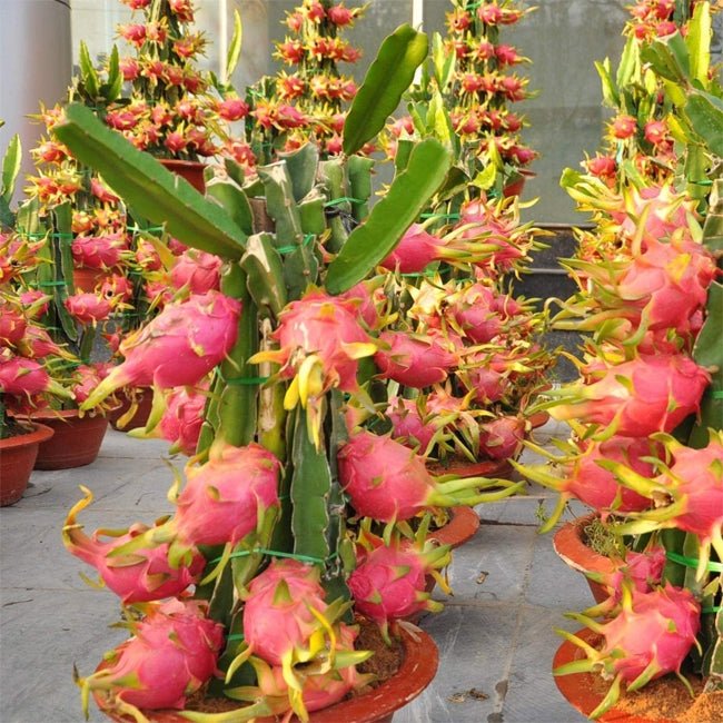 Dragon Fruit Zamorano - Ladybird Nursery