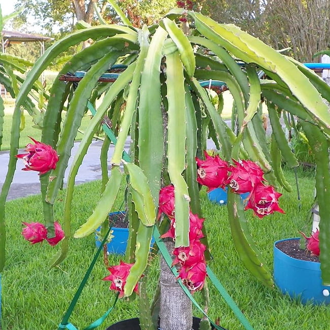 Dragon fruit Purple Haze