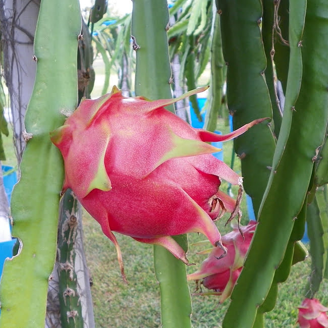 Dragon fruit Purple Haze