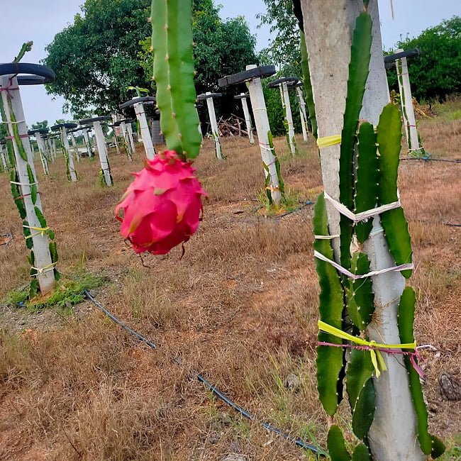 Dragon fruit Purple Megalanthus - Ladybird Nursery