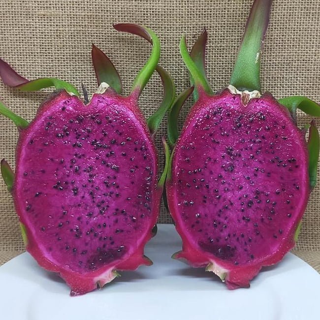 Dragon fruit Purple Megalanthus - Ladybird Nursery