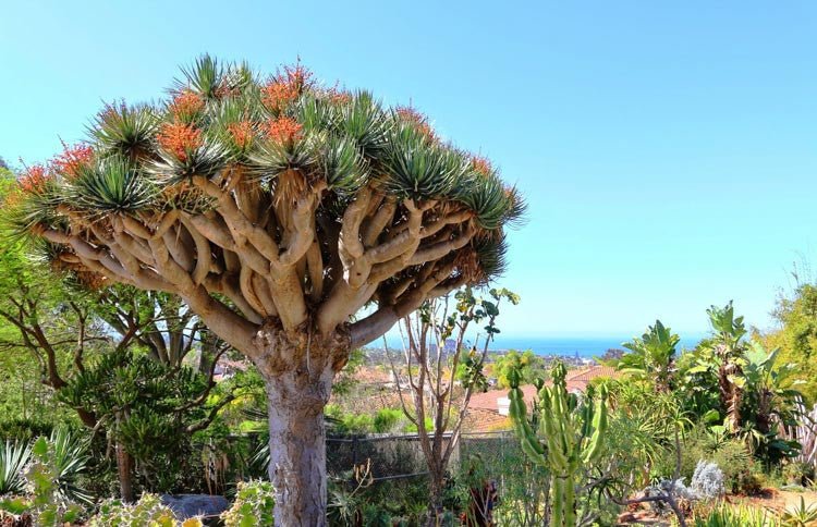 Dragon Tree (Dracaena draco) - Ladybird Nursery