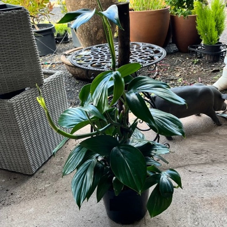 Dragon Tail Plant (Epipremnum pinnatum)