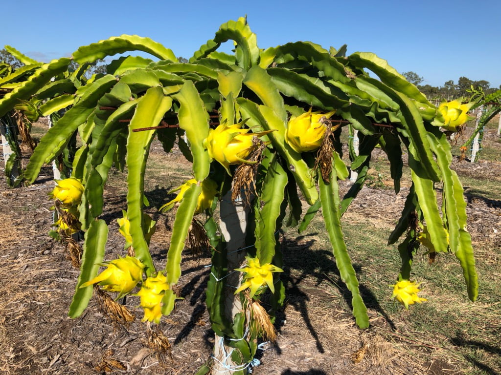 Yellow Dragonfruit