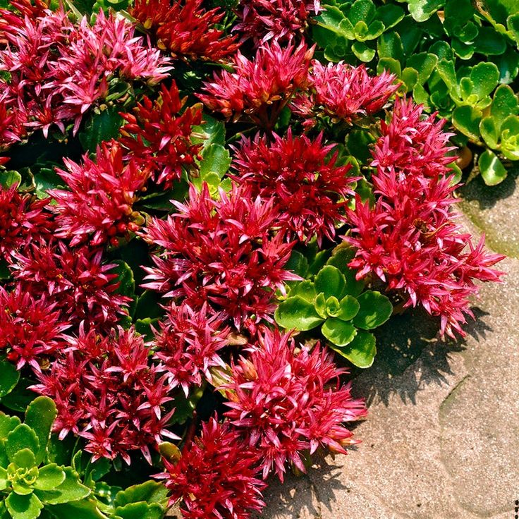 Stonecrop Dragons Blood (Sedum) - Ladybird Nursery