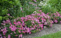 Rose DRIFT® Assorted (Rosa)