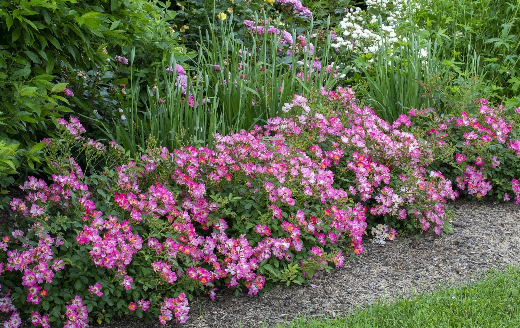 Rose DRIFT® Assorted (Rosa) - Ladybird Nursery