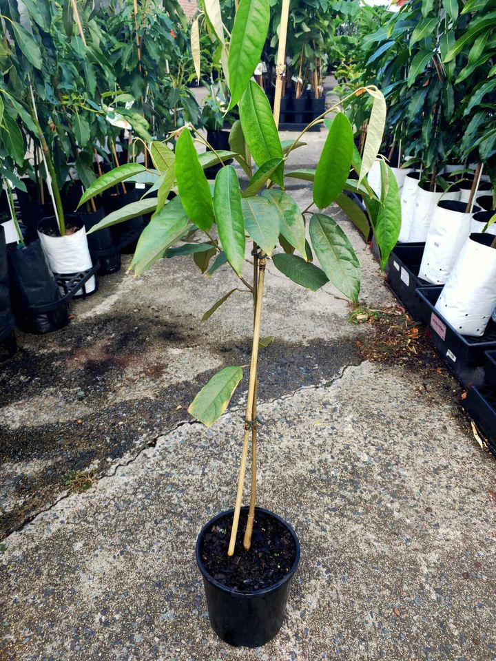 Durian Fruit Tree - Ladybird Nursery