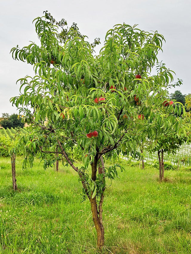 Dwarf Peach 'O'Henry' Fruit Tree – Buy Now! – Ladybird Nursery