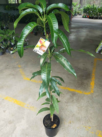Mango 'Alphonso'