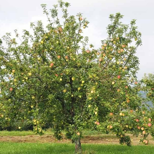 Dwarf Apple Cox Orange Pippin