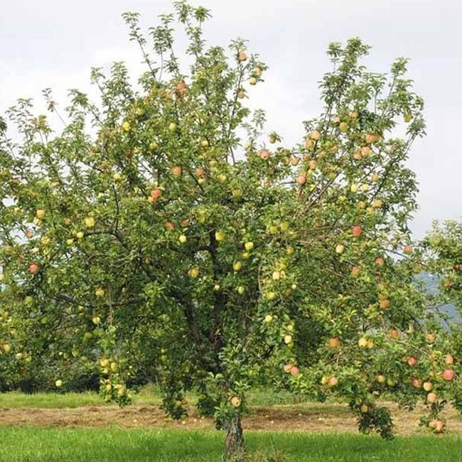 Dwarf Apple Cox Orange Pippin - Ladybird Nursery