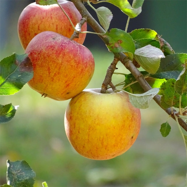 Dwarf Apple Cox Orange Pippin