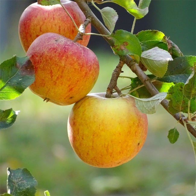 Dwarf Apple Cox Orange Pippin - Ladybird Nursery